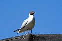 Hattemage 1